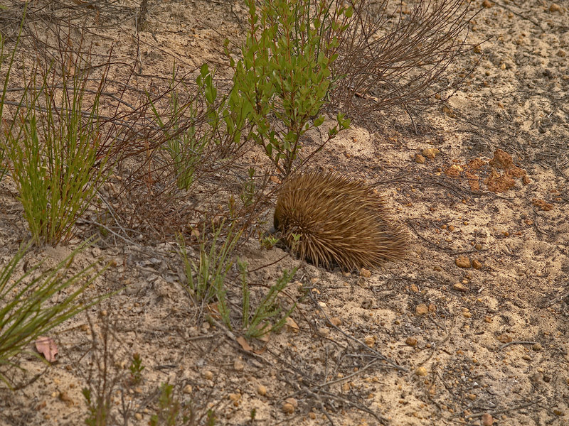 Kangaroo Island, Echidna